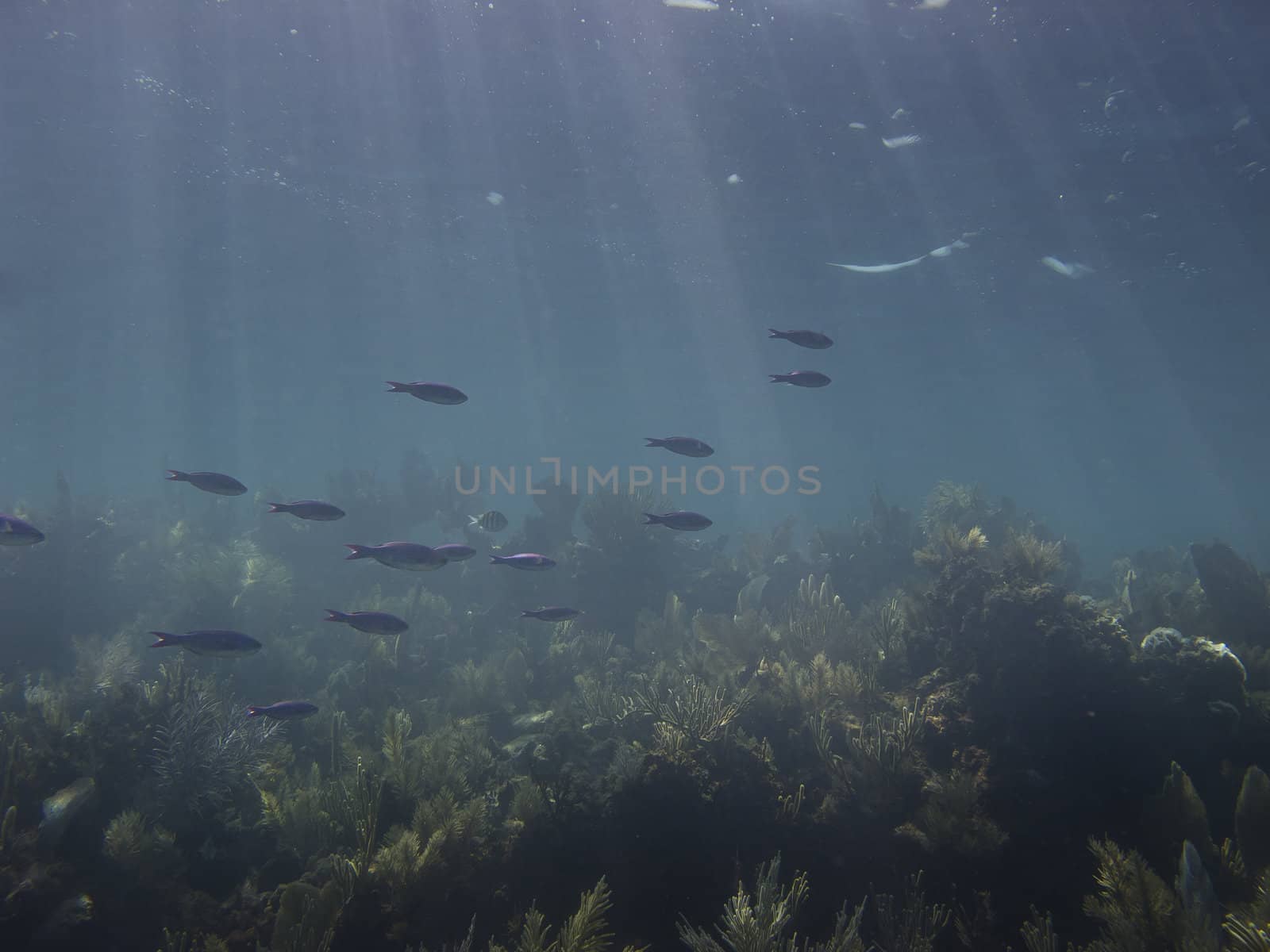 School of little blue fish swimming in a coral reef