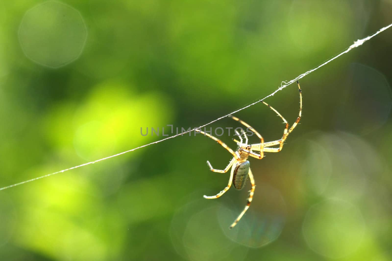 Black & Yellow Garden Spider Argiope aurantia male in web