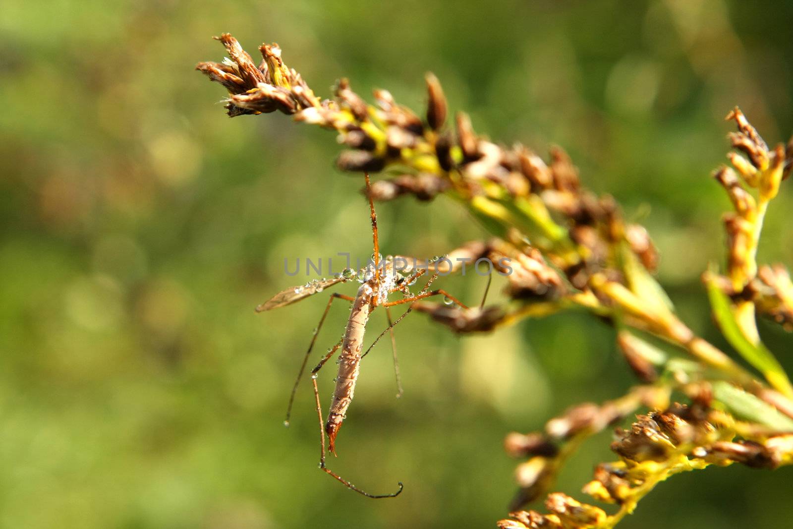 Crane Fly In Morning Dew