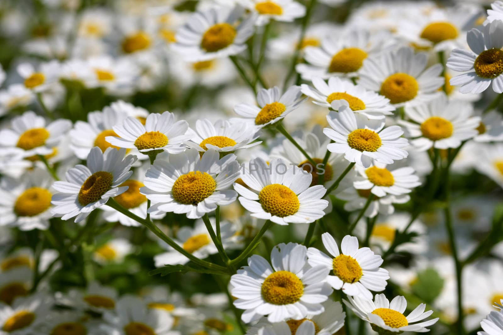 Ox-Eyed Daisy Flower Chrysanthemum leucanthemum