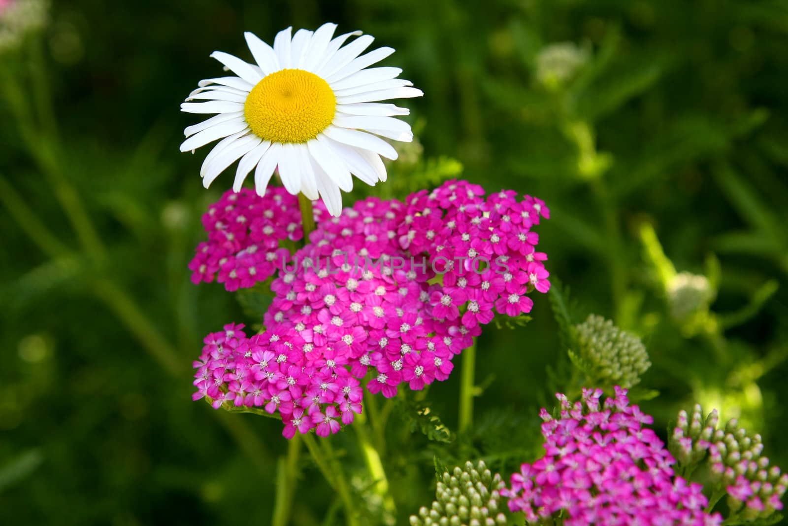 Daisy Ox-eyed Flower And Purple Yarrow