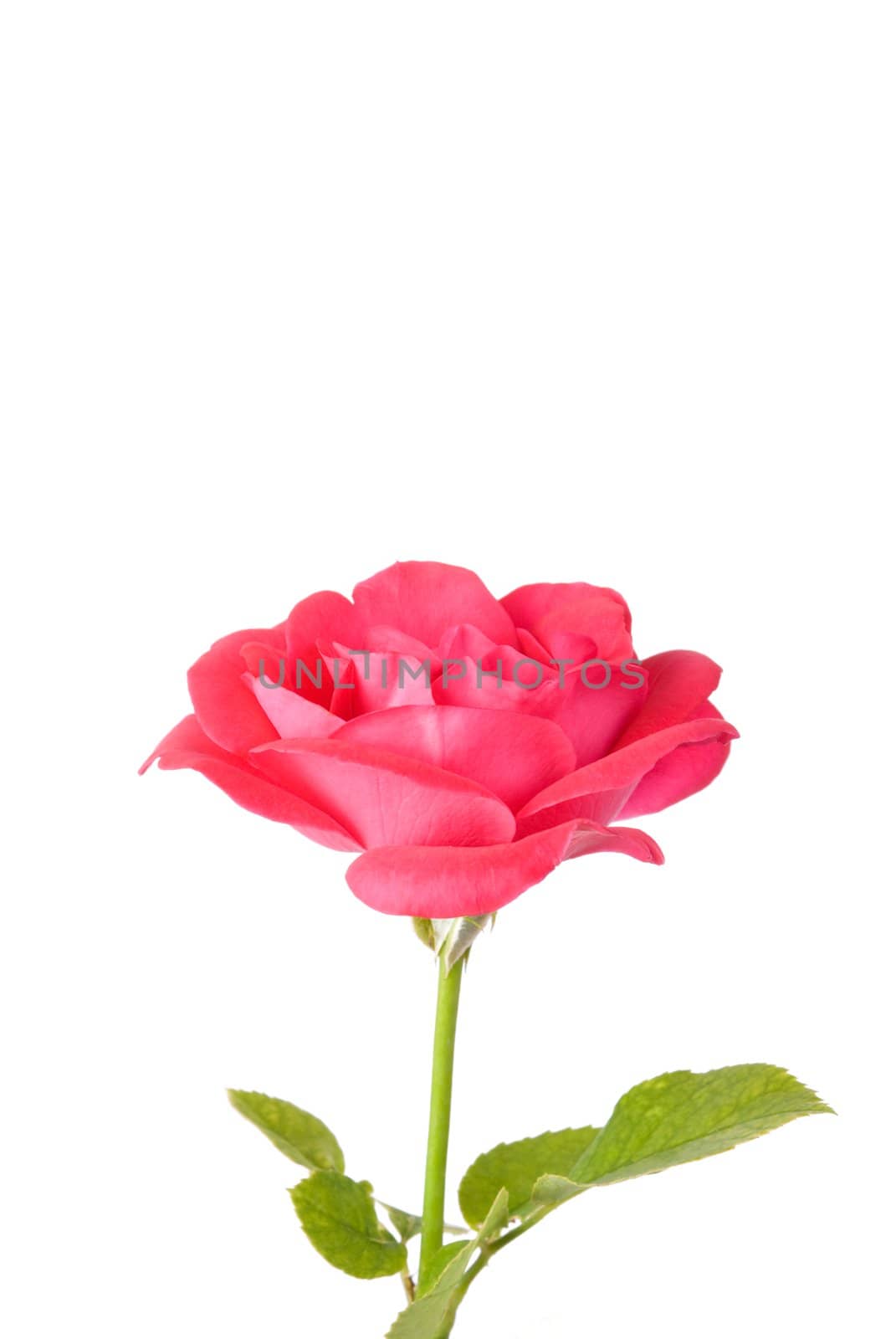 pink flower isolated on white background