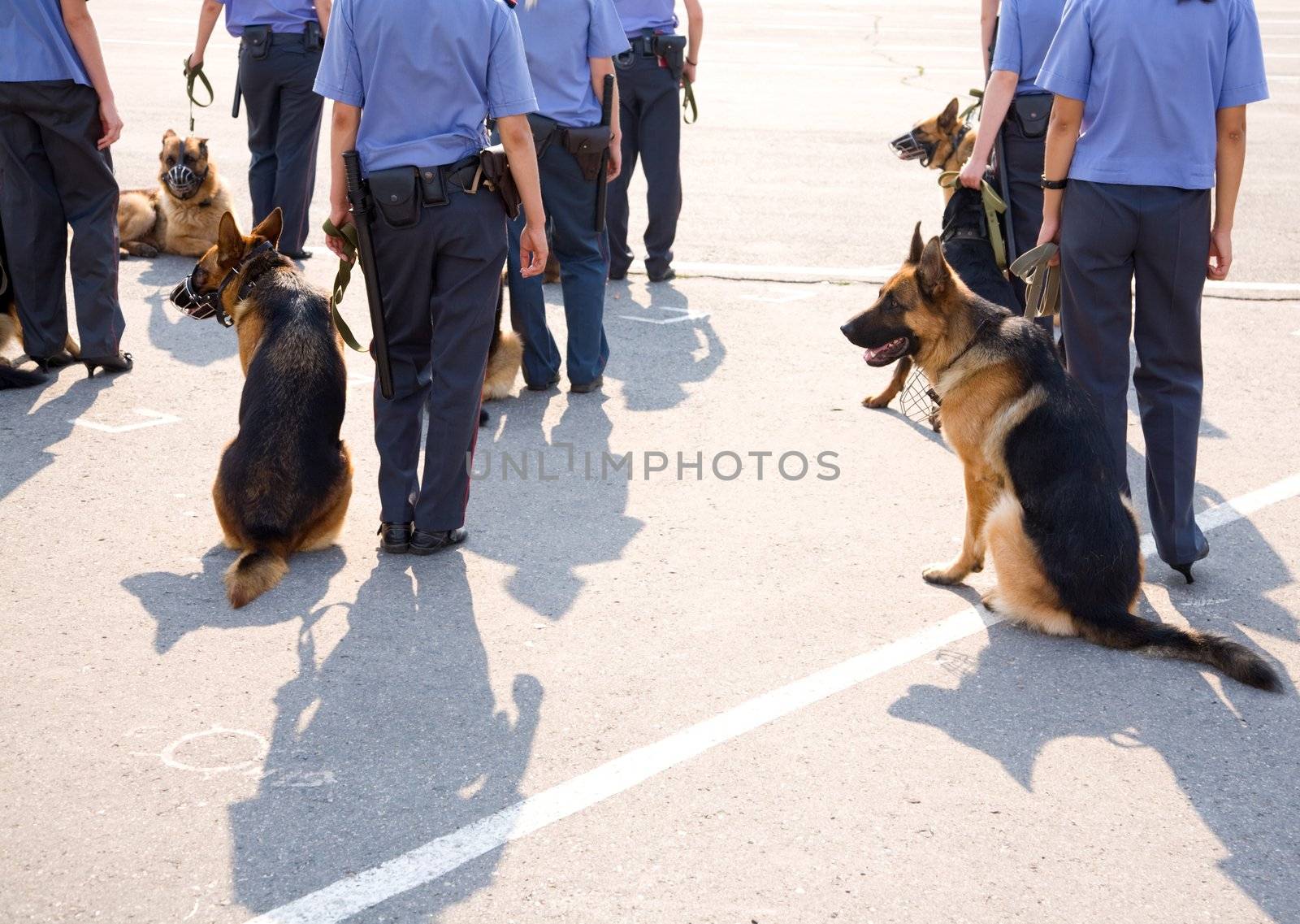 focus point on German shepherd ( nearest ), special photo toned f/x