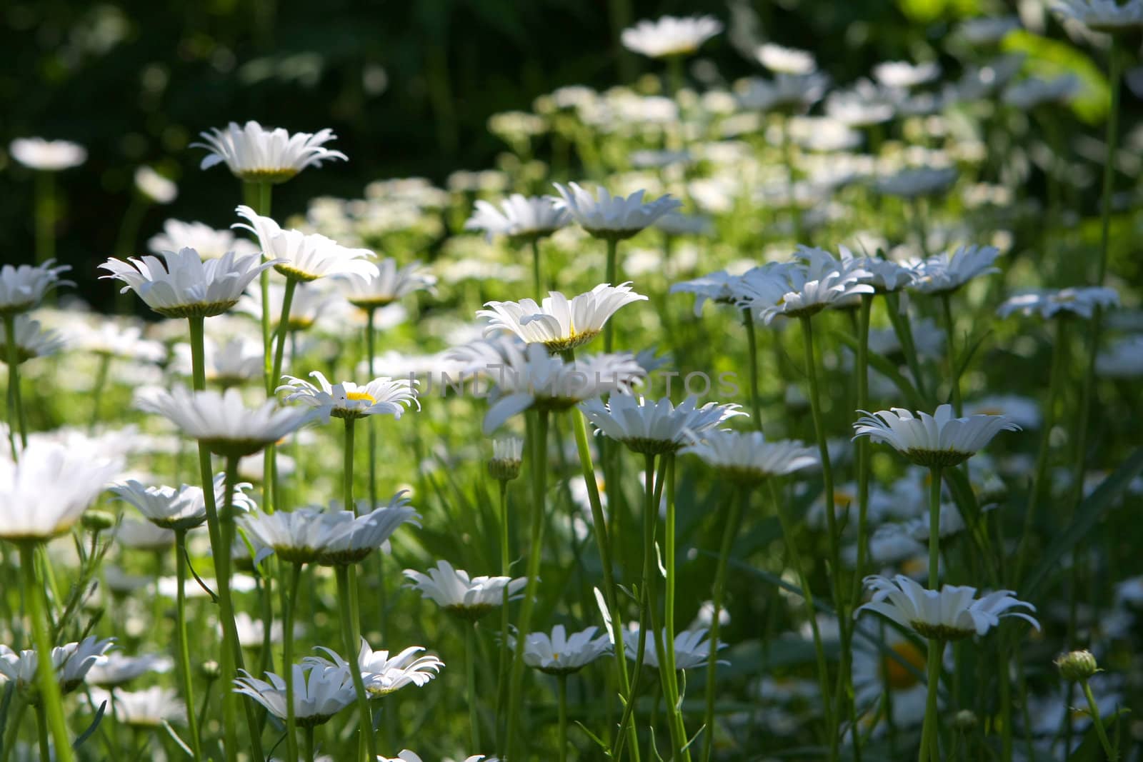Daisy Ox-eyed Flower Chrysanthemum leucanthemum in morning sun