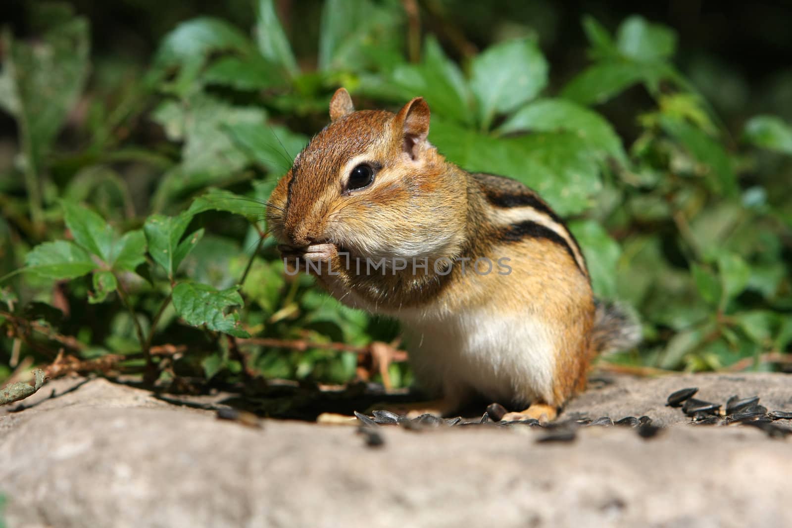 Eastern Chipmunk Tamias striatus looking forward feet up in morning sun
