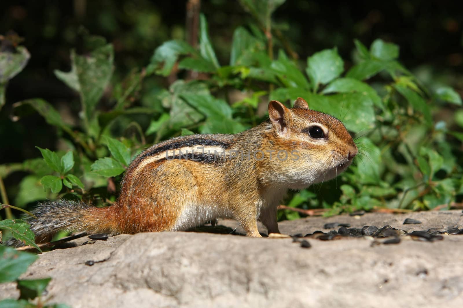 Eastern Chipmunk Tamias striatus profile in morning sun