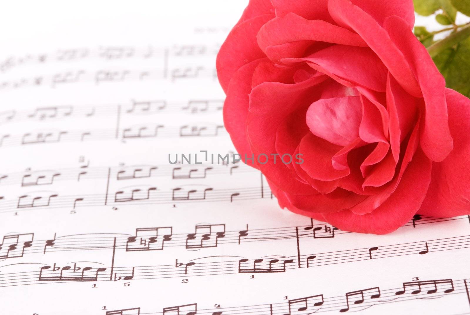 pink rose with classic notes