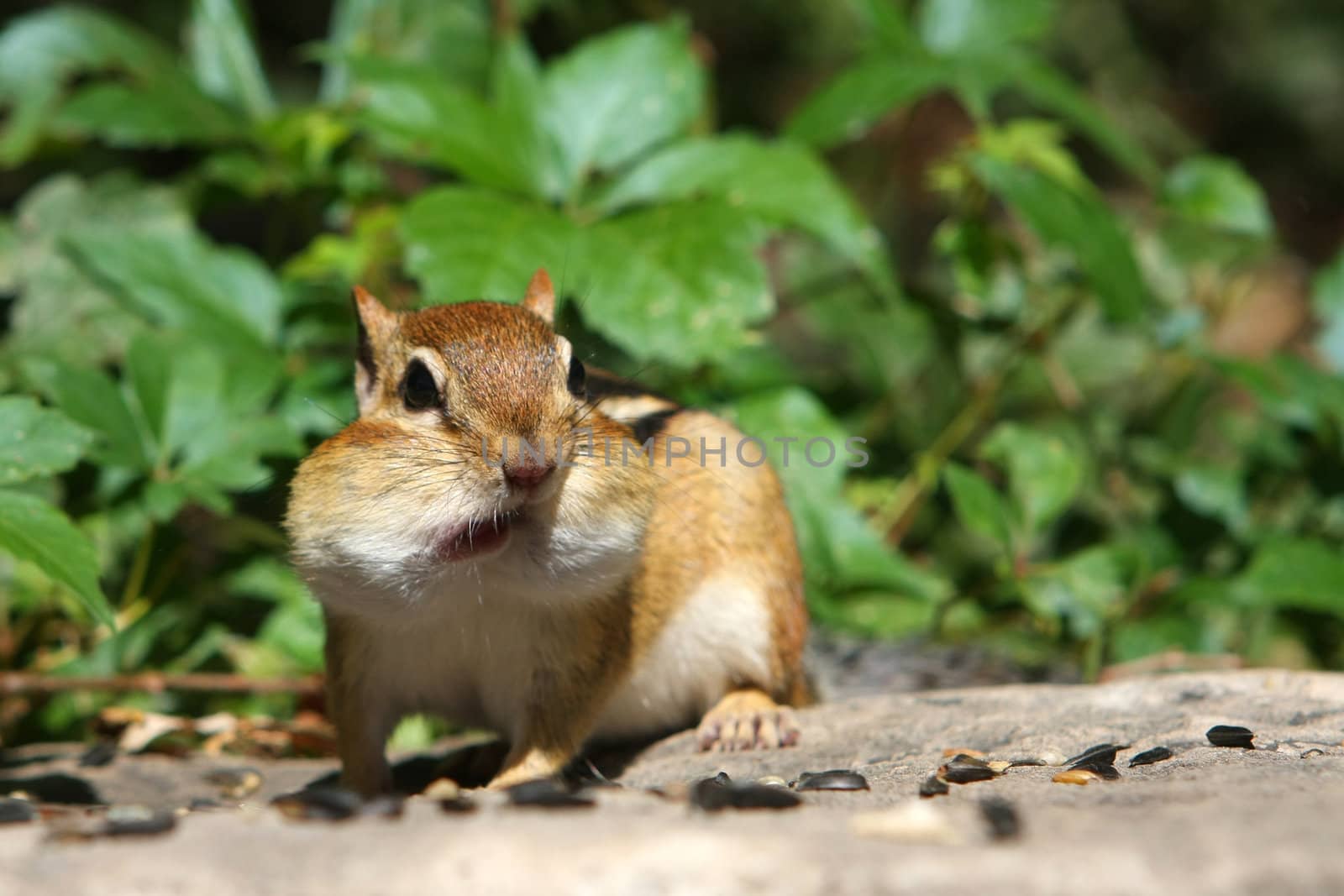 Eastern Chipmunk Tamias striatus mouth open feeding on seeds in sun