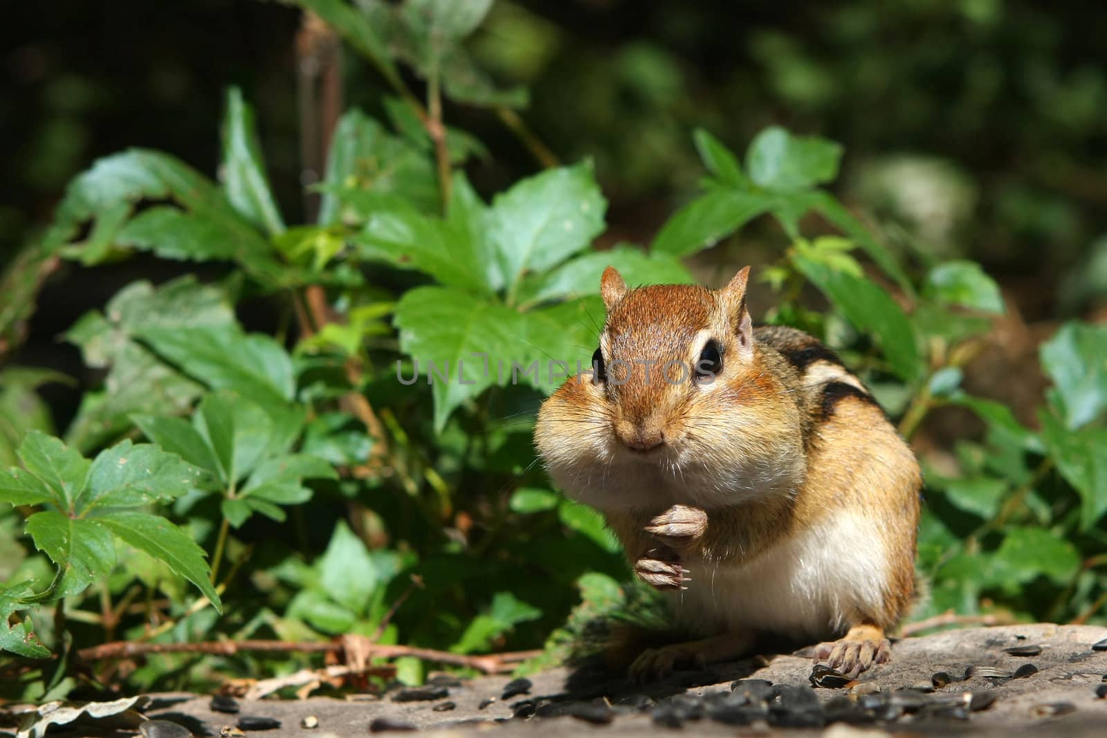 Eastern Chipmunk Tamias striatus looking forward feet up in morning sun