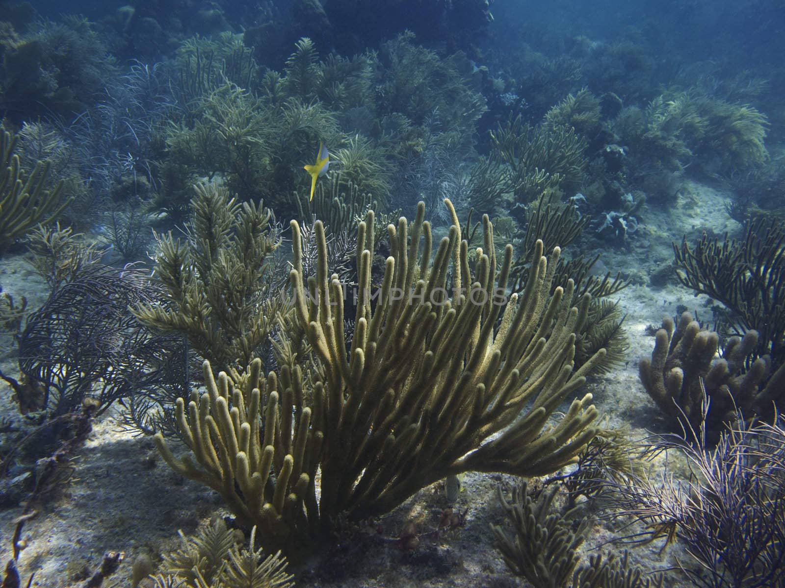 Coral reef at the bottom of the ocean floor