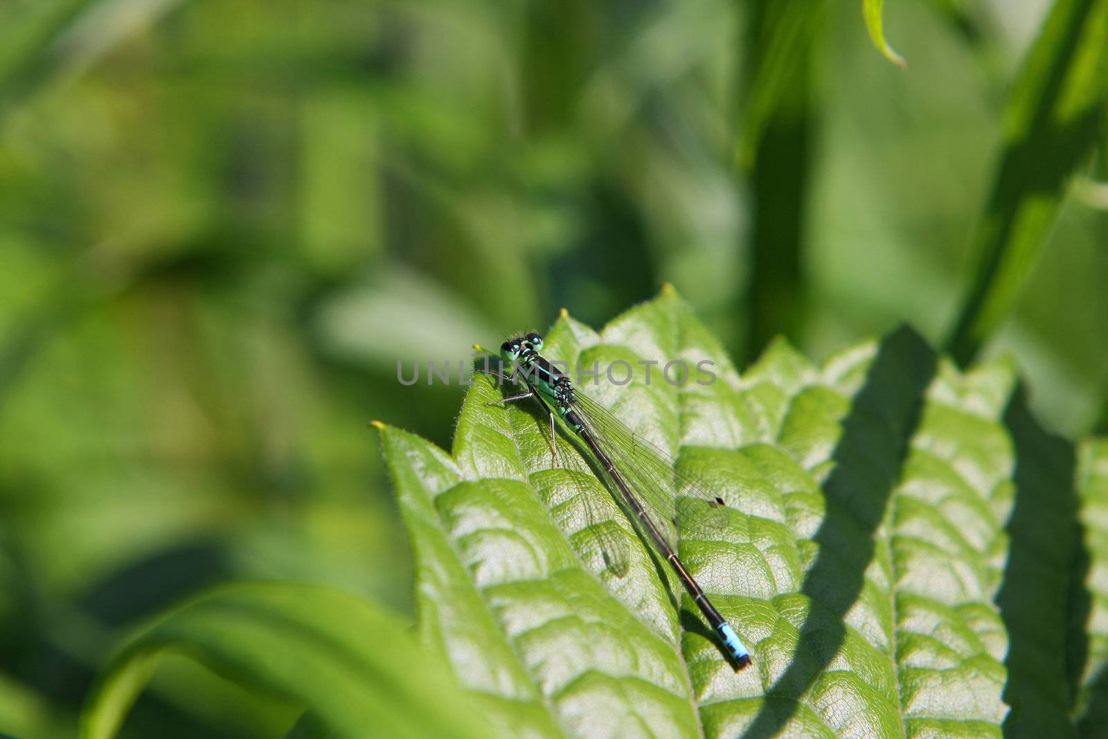 Eastern Forktail Damselfly Ischnura verticalis Male