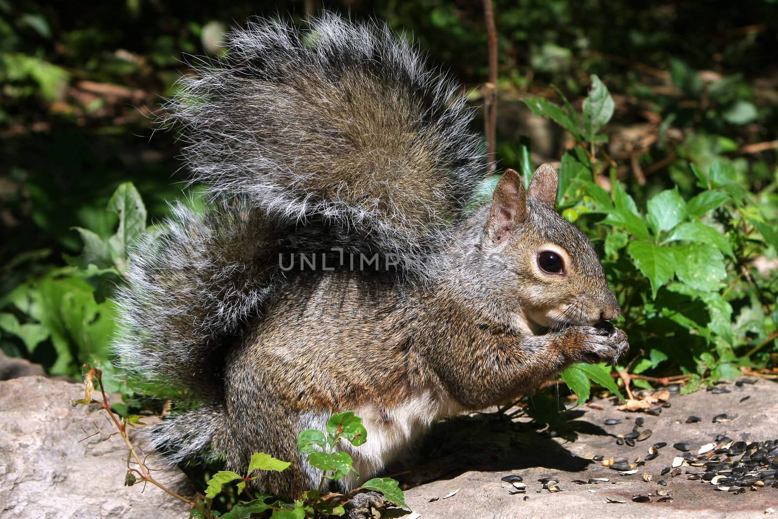 Eastern Gray Squirrel feeding on seeds in morning sun
