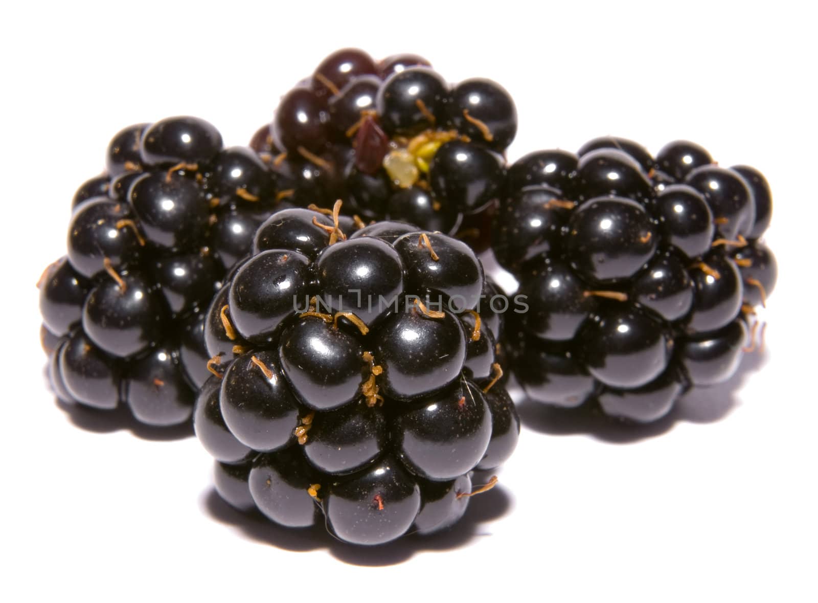 four blackberries  by karinclaus