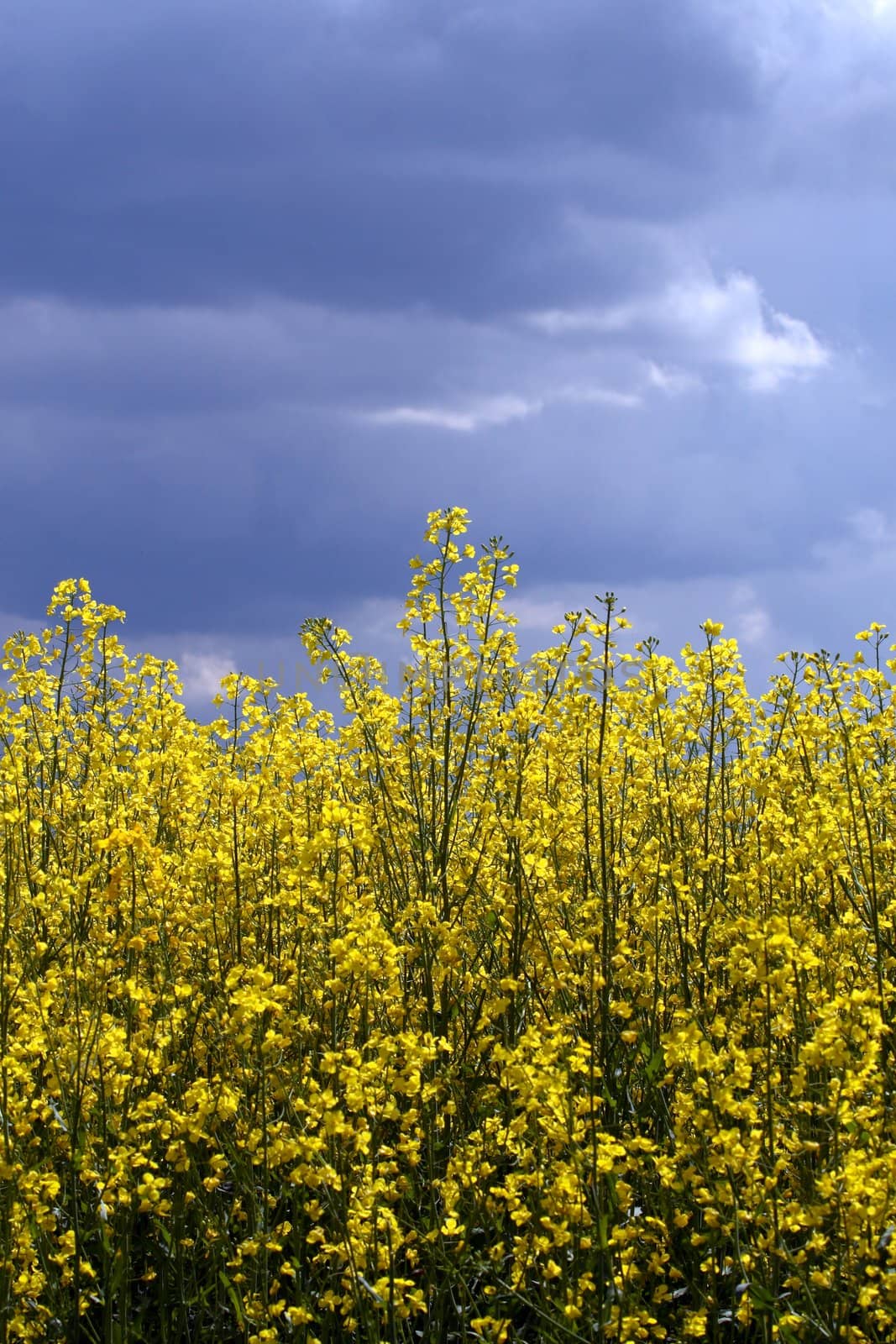 rape field at a sunny day