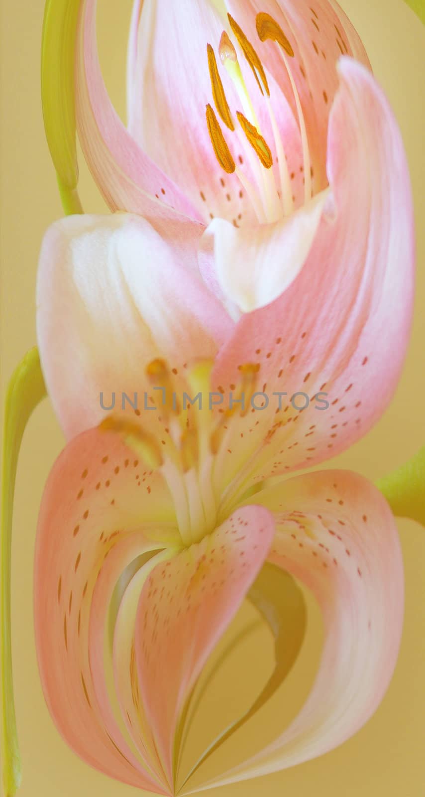 pastel lily background by Maya