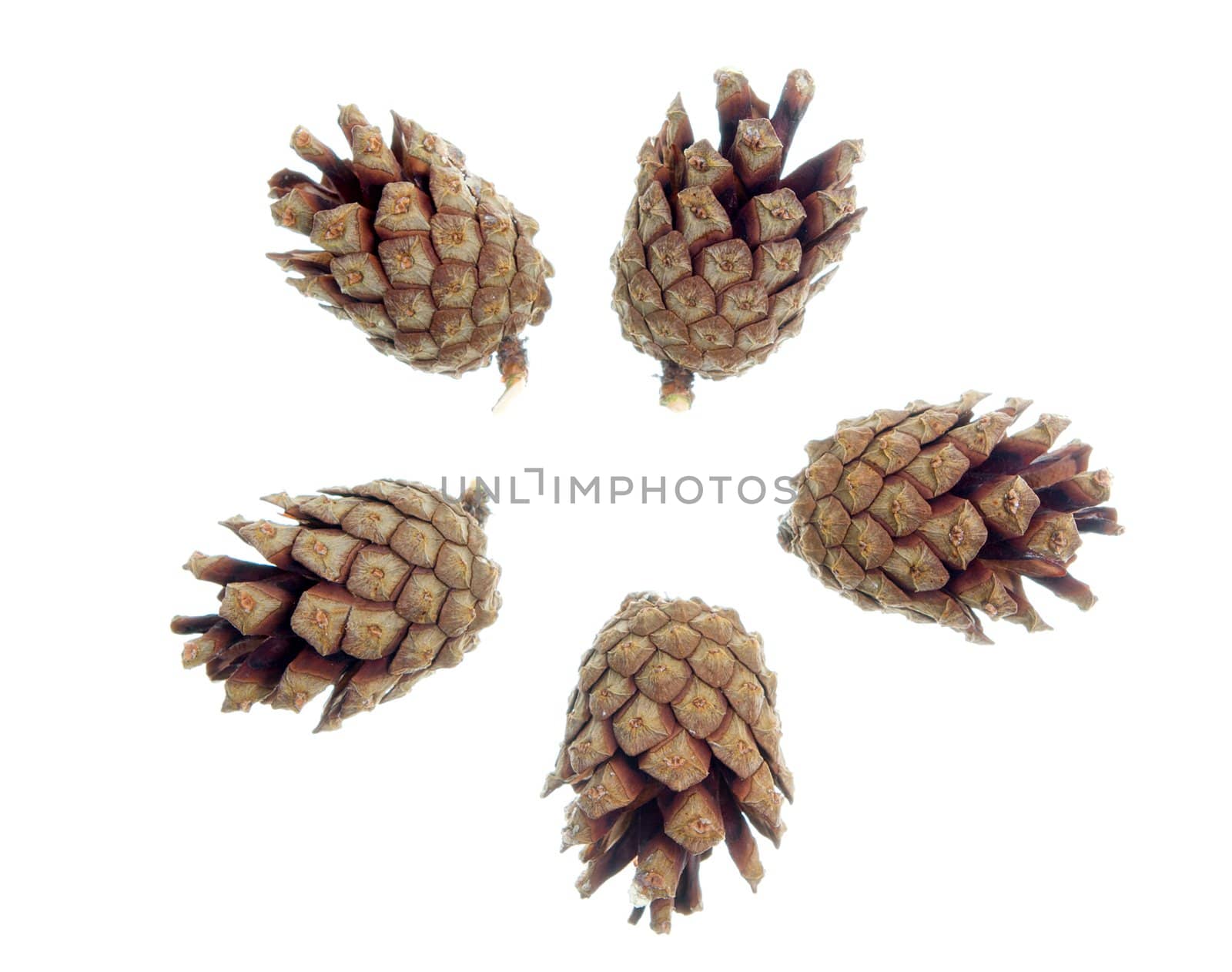 pine cones isolated on white background