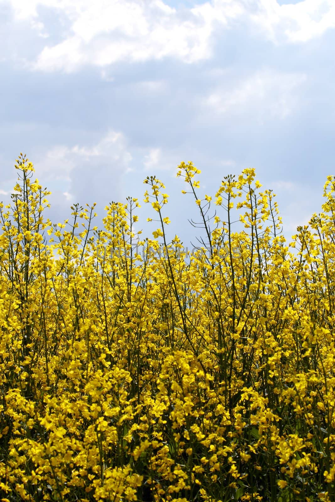 rape field at a sunny day