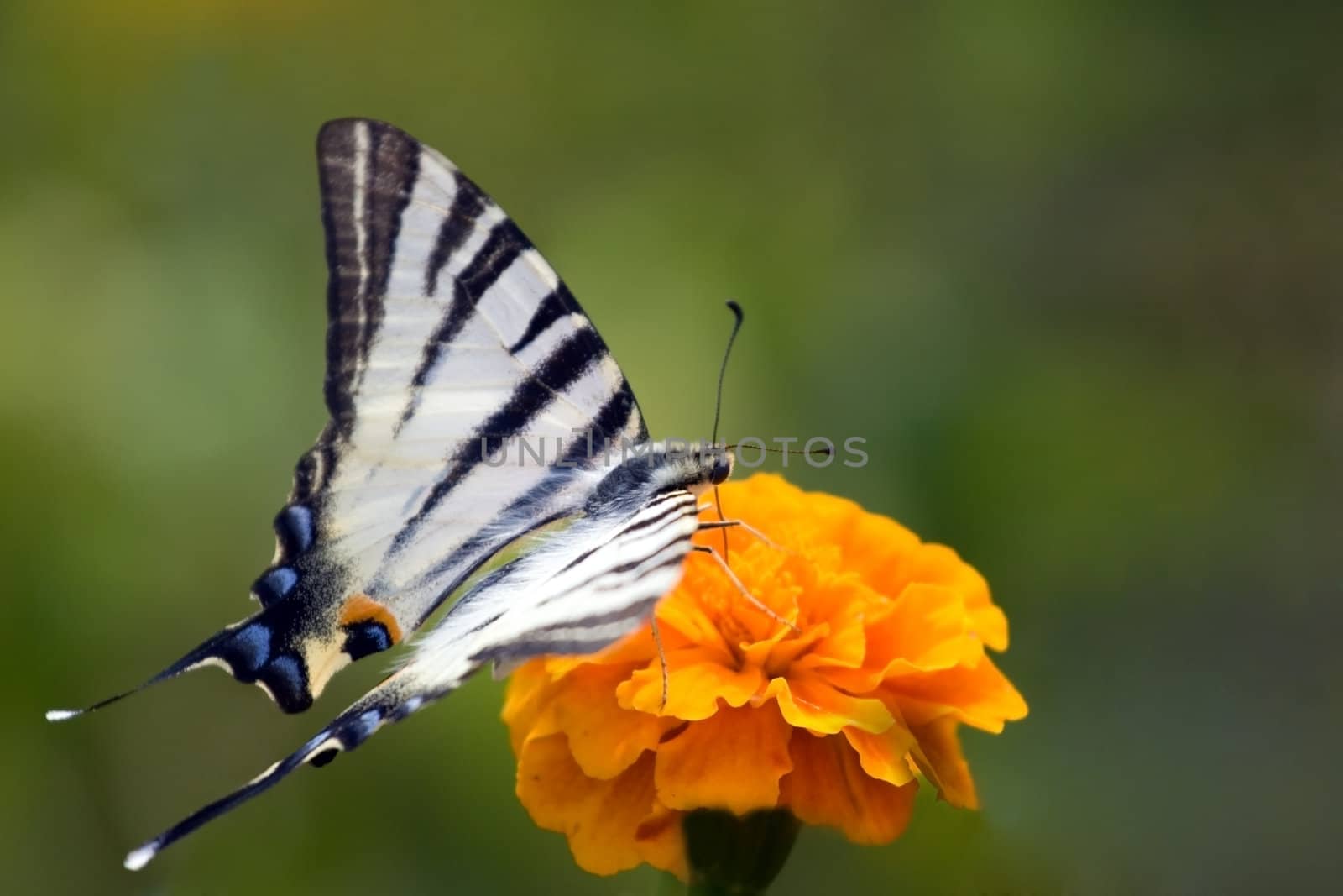 Butterfly and a flower by Saltov