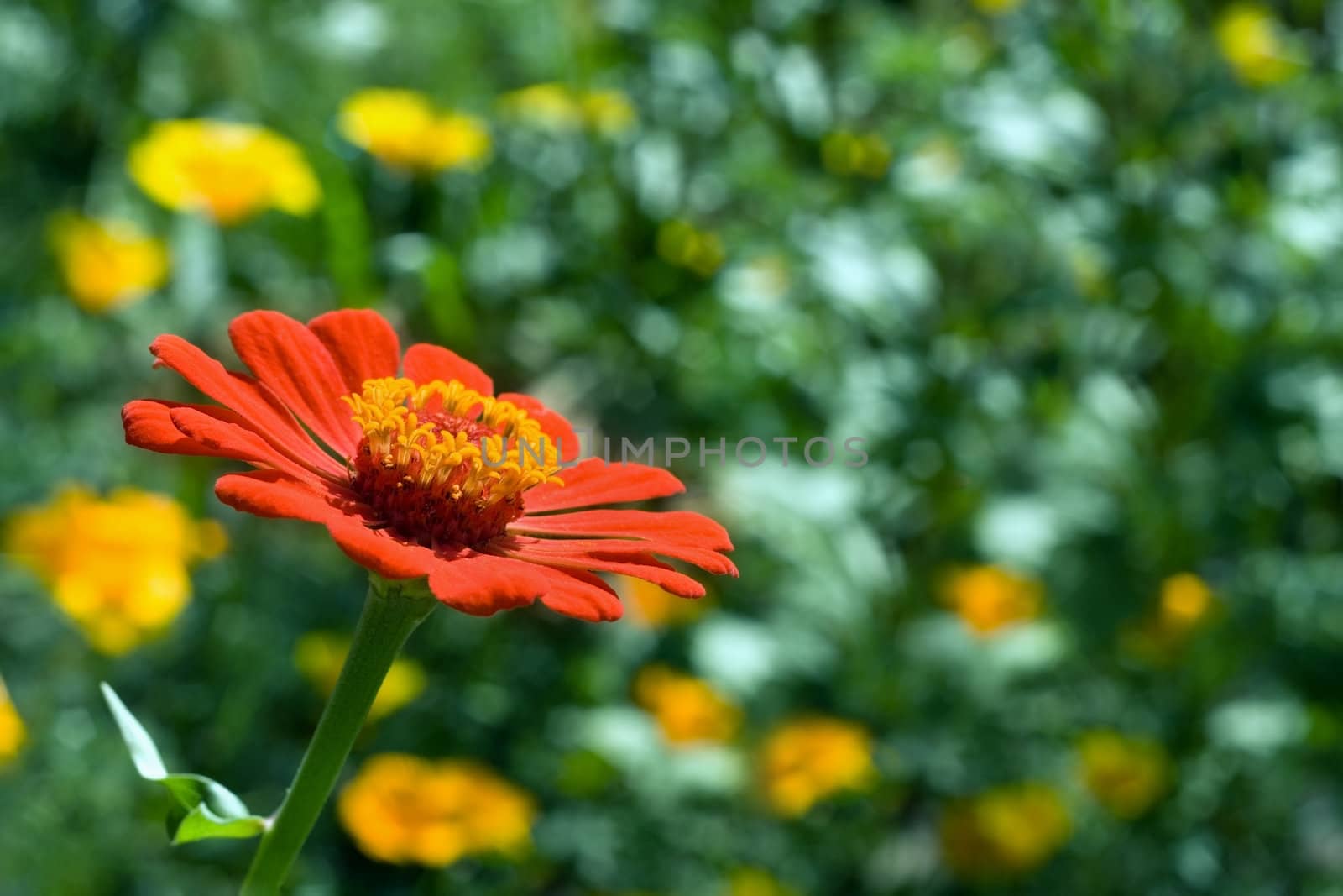 Red flower on a dim background of a grass and colors