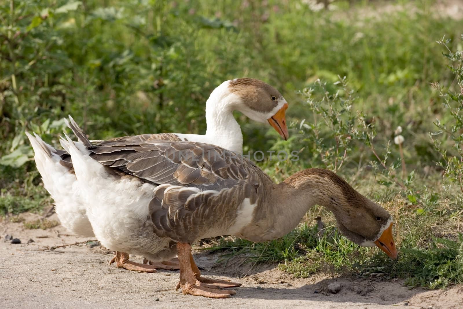 Domestic geese by Saltov