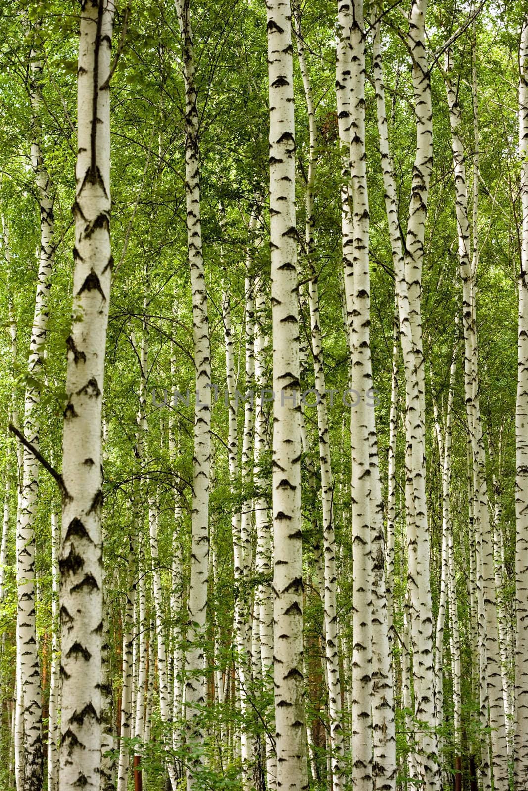 Natural background - a summer birchwood