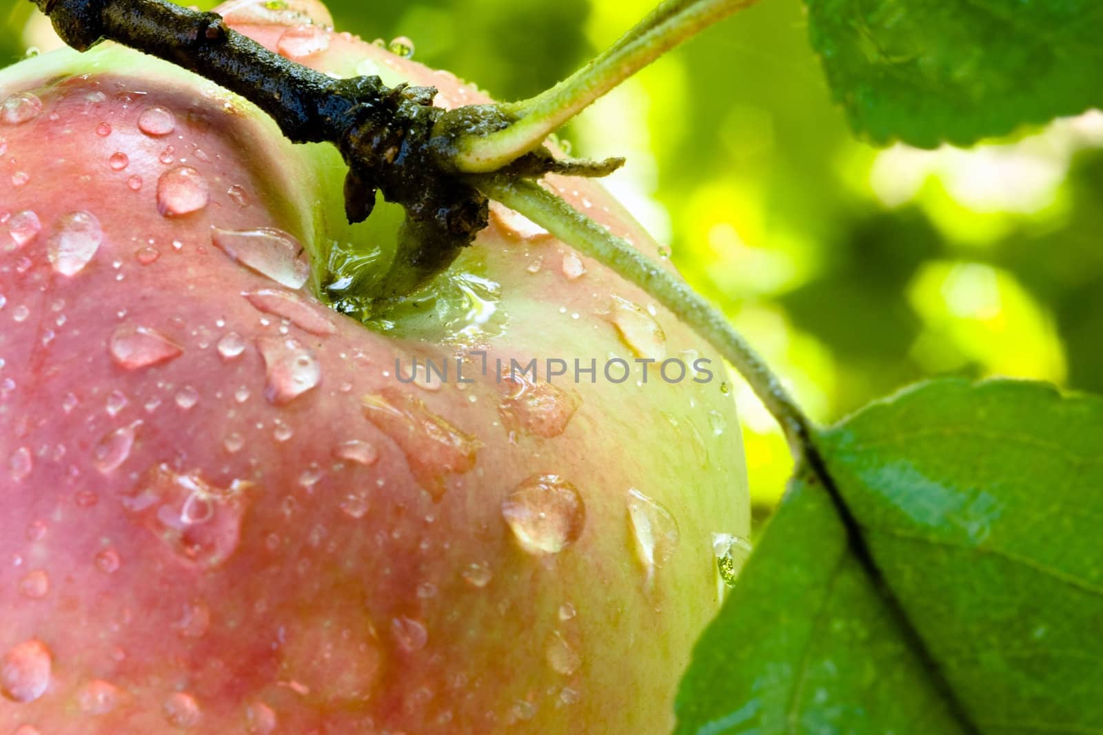 Juicy red - green apple in drops of dew on a shank with leaves