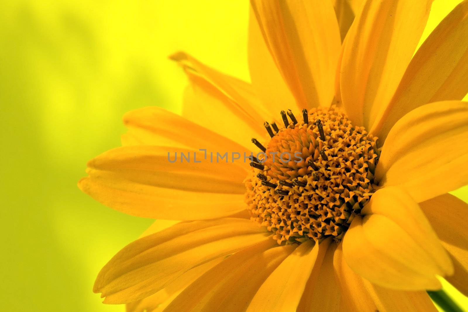 Inside a yellow flower - a close up of his pestles and stamens