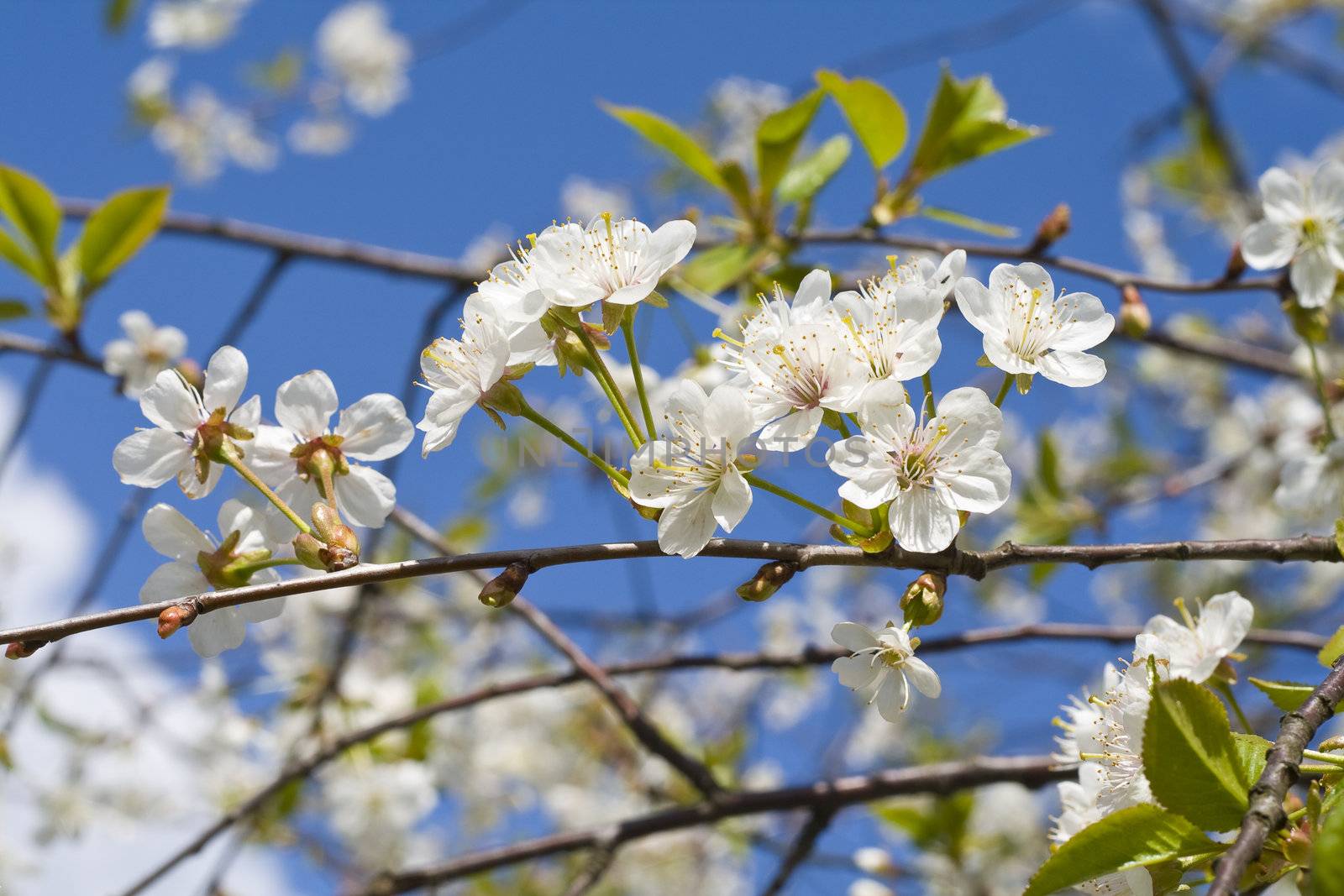 Cherry blossoms on a black cherry tree against the blue sky