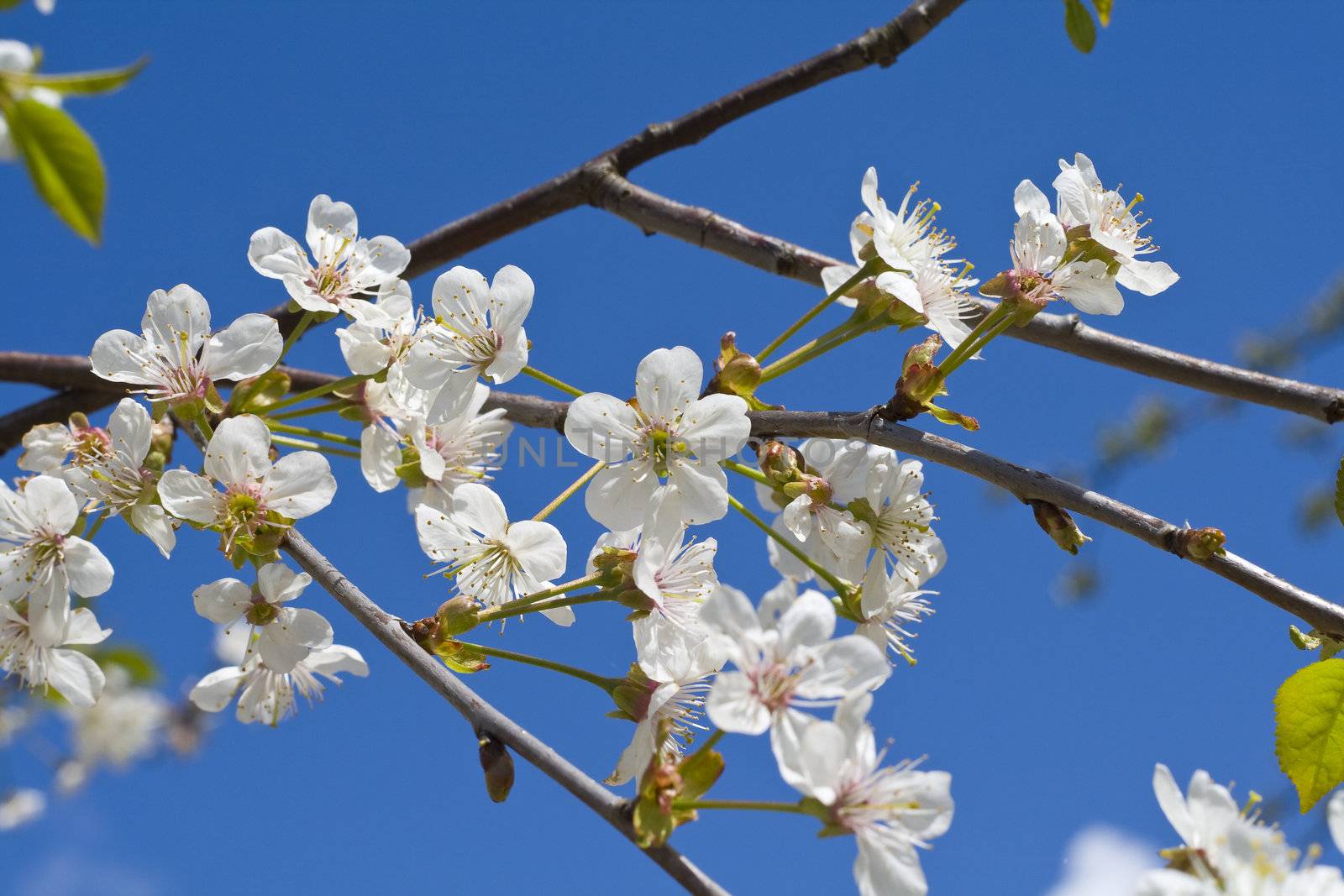 Cherry blossoms on a black cherry tree against the blue sky