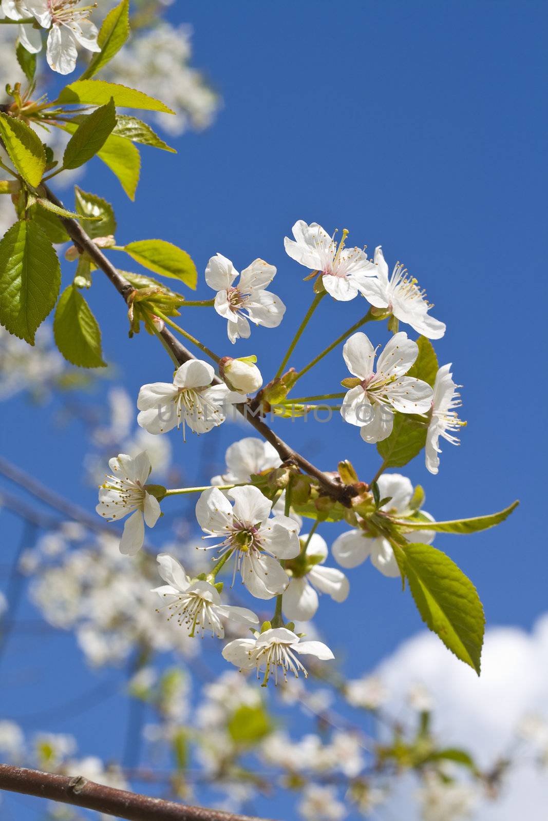 Cherry blossoms on a black cherry tree against the blue sky