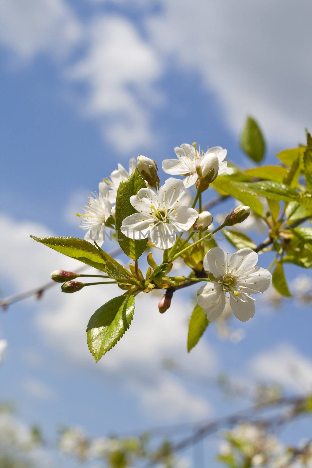 Cherry tree by Dan70