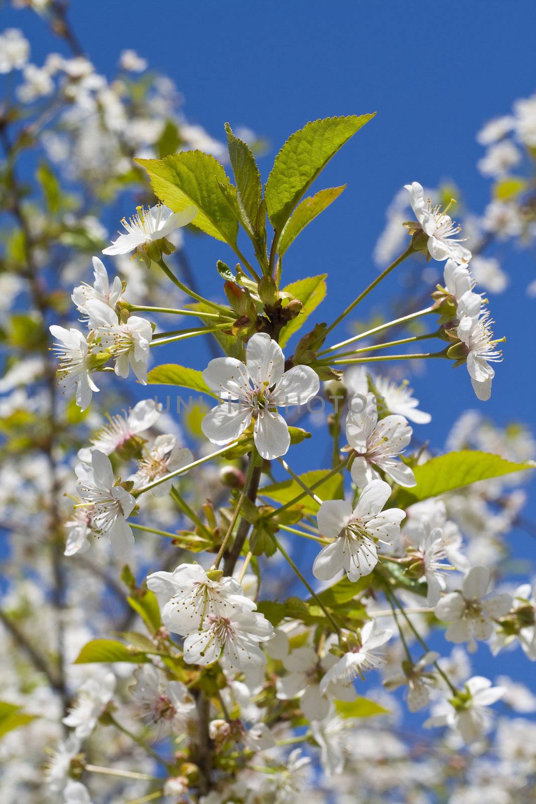 Cherry blossoms on a black cherry tree against the blue sky