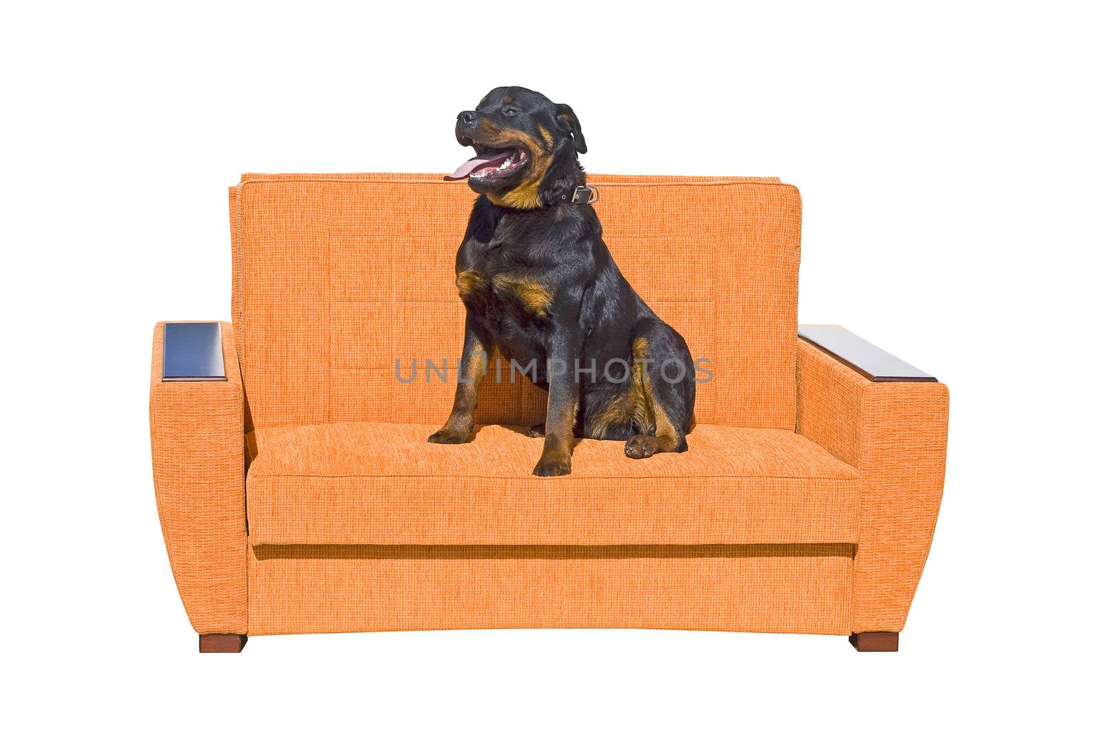 Black dog seating on the sofa. Isolated on a white background