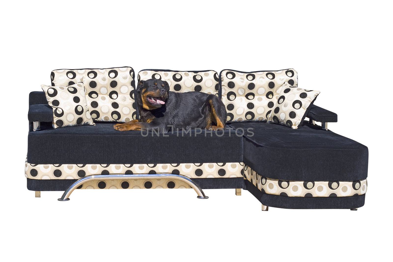 Black dog seating on the sofa. Isolated on a white background