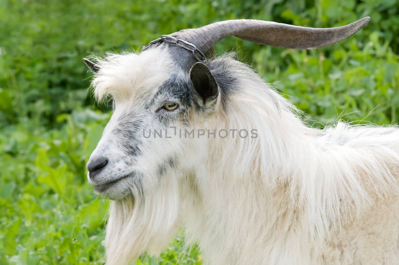 horned domestic male goat grazing at green lush meadow