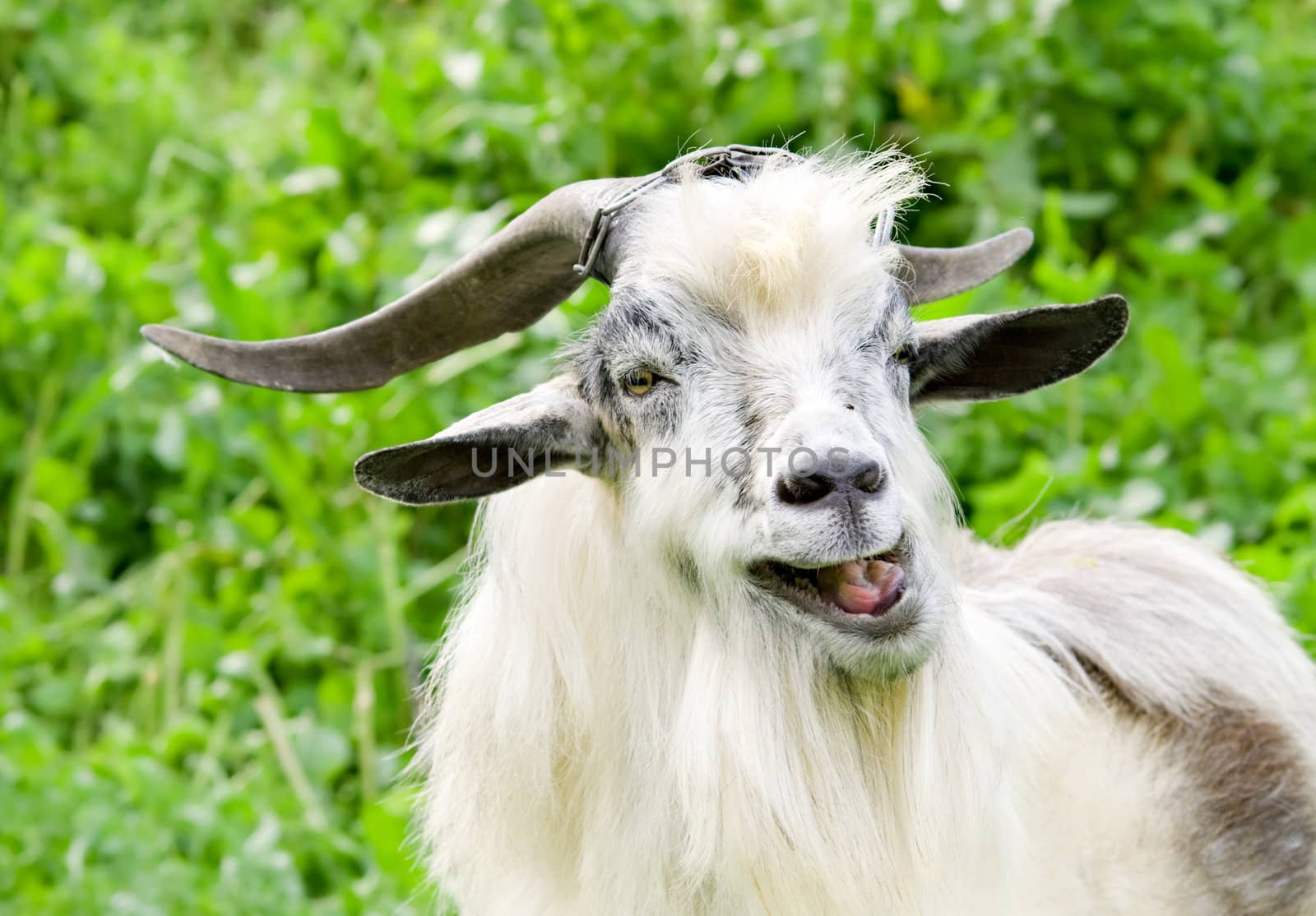 male goat grazing by starush