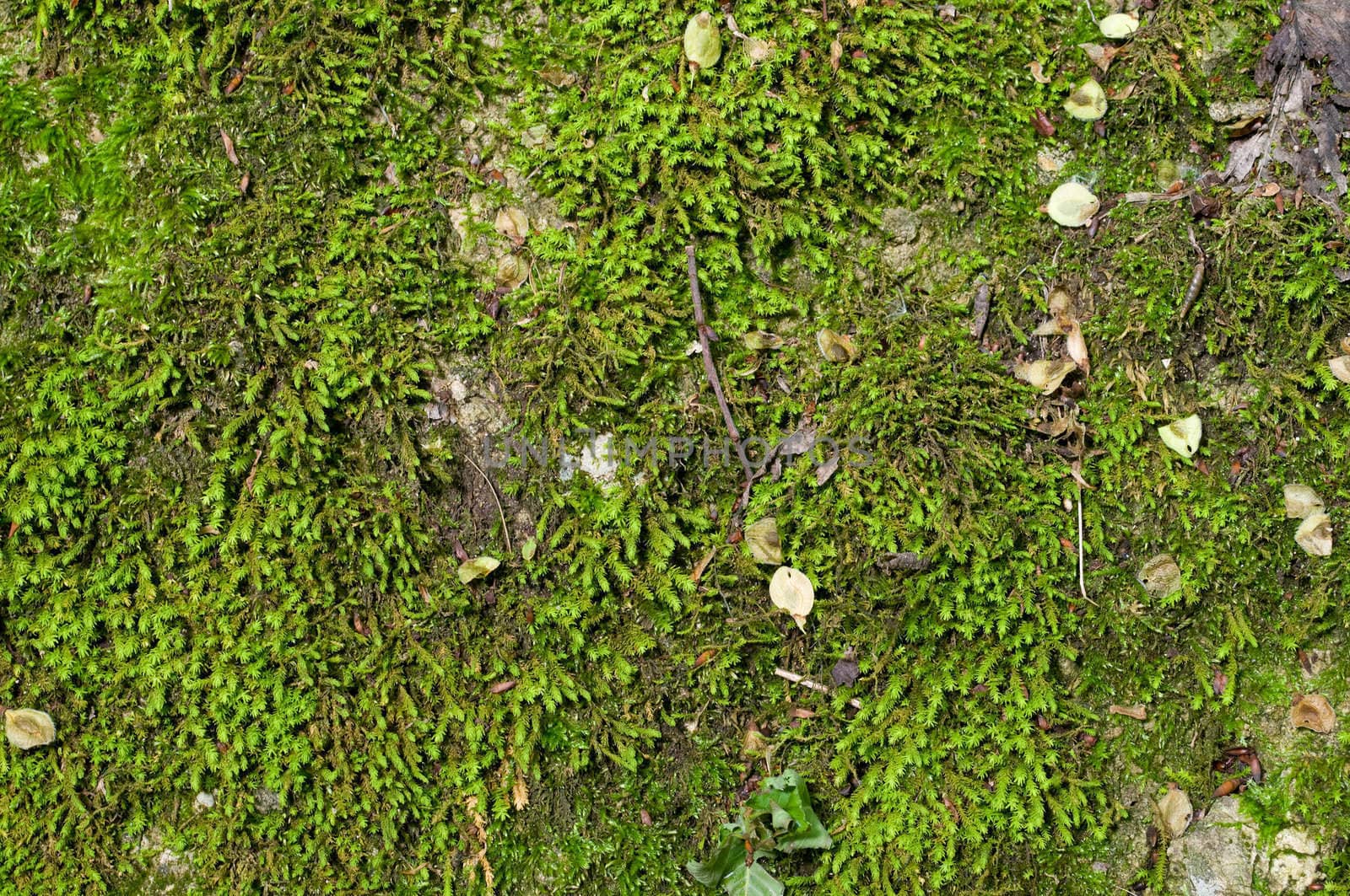 wet green moss background by starush