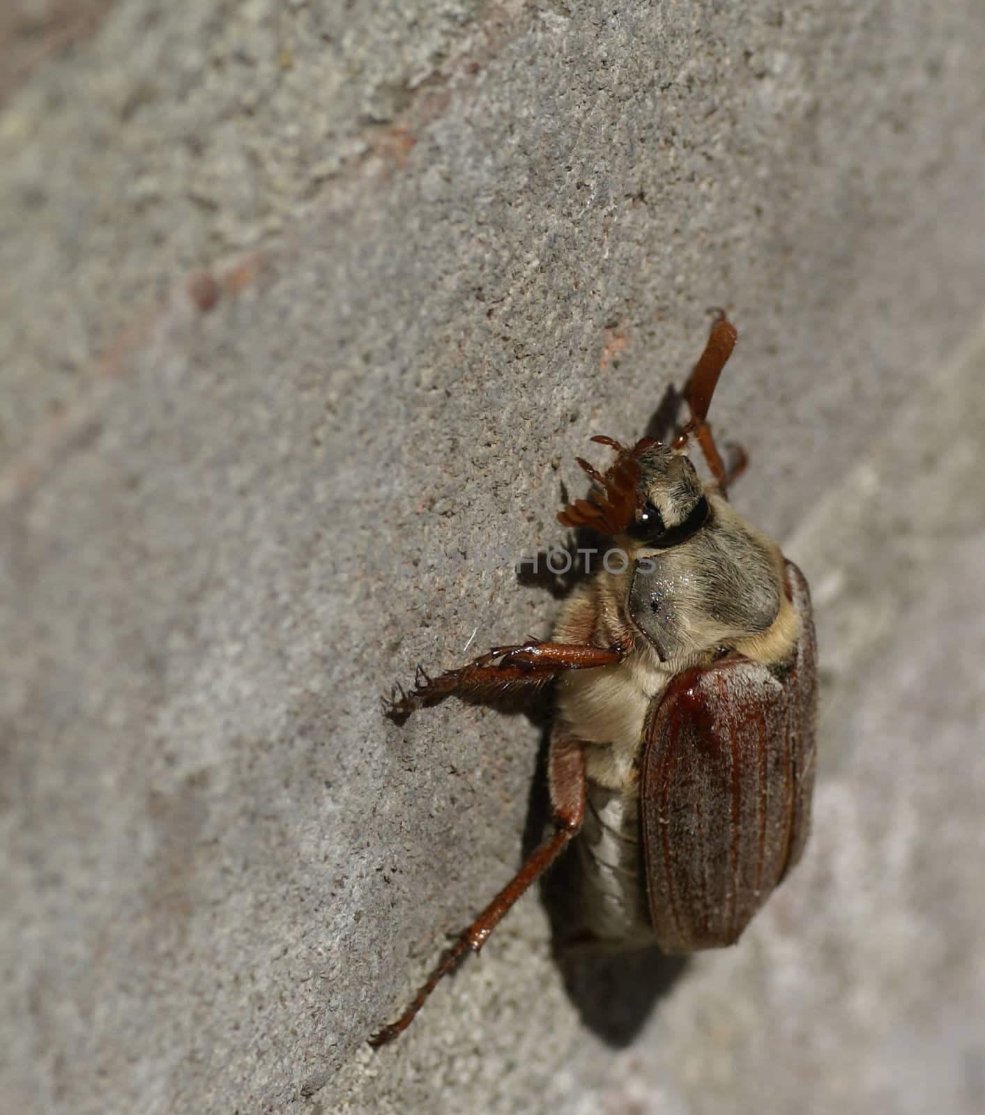 Maybug sitting on a brick wall.