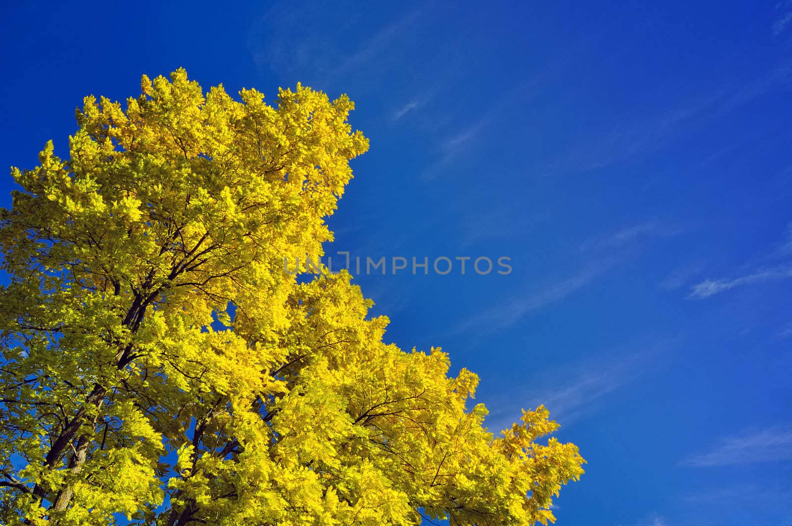 Tree and sky by Bateleur