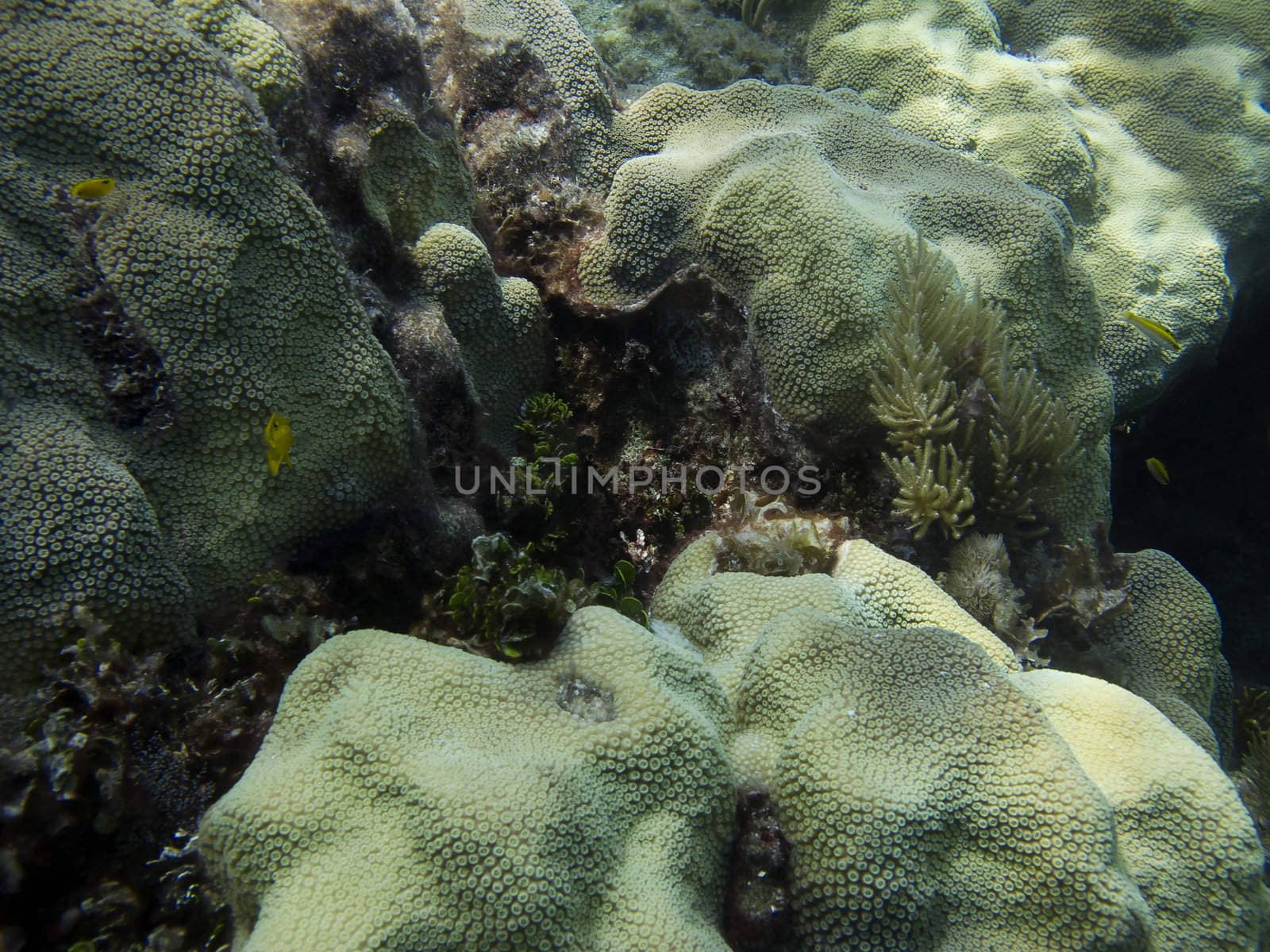 Coral reef home of little yellow fish