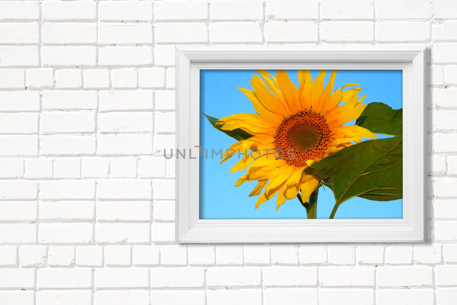 image on white wall, made from my images and photos