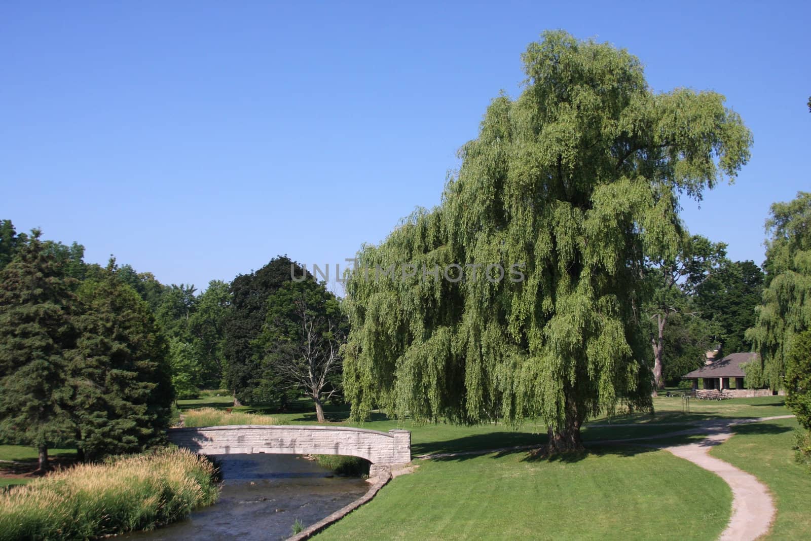 Large Weeping Willow Tree In Local Park