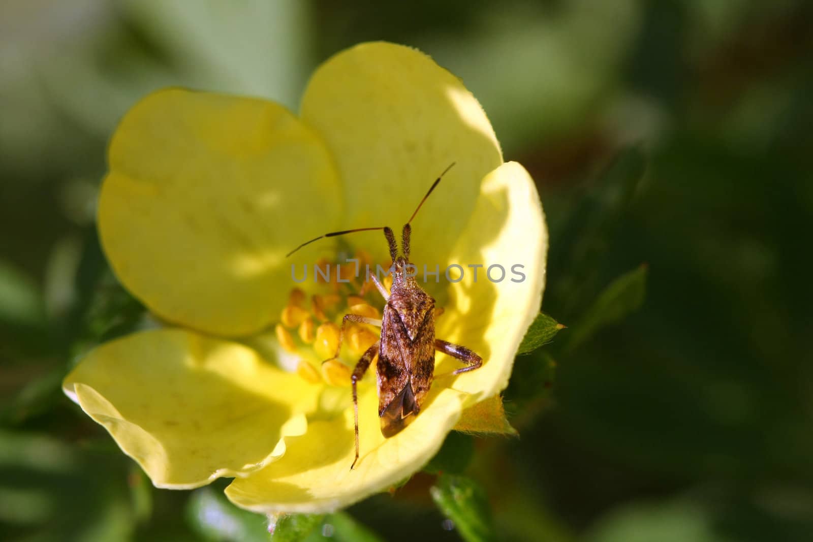 Leaf Footed Bug Euthochtha galeator in morning sun