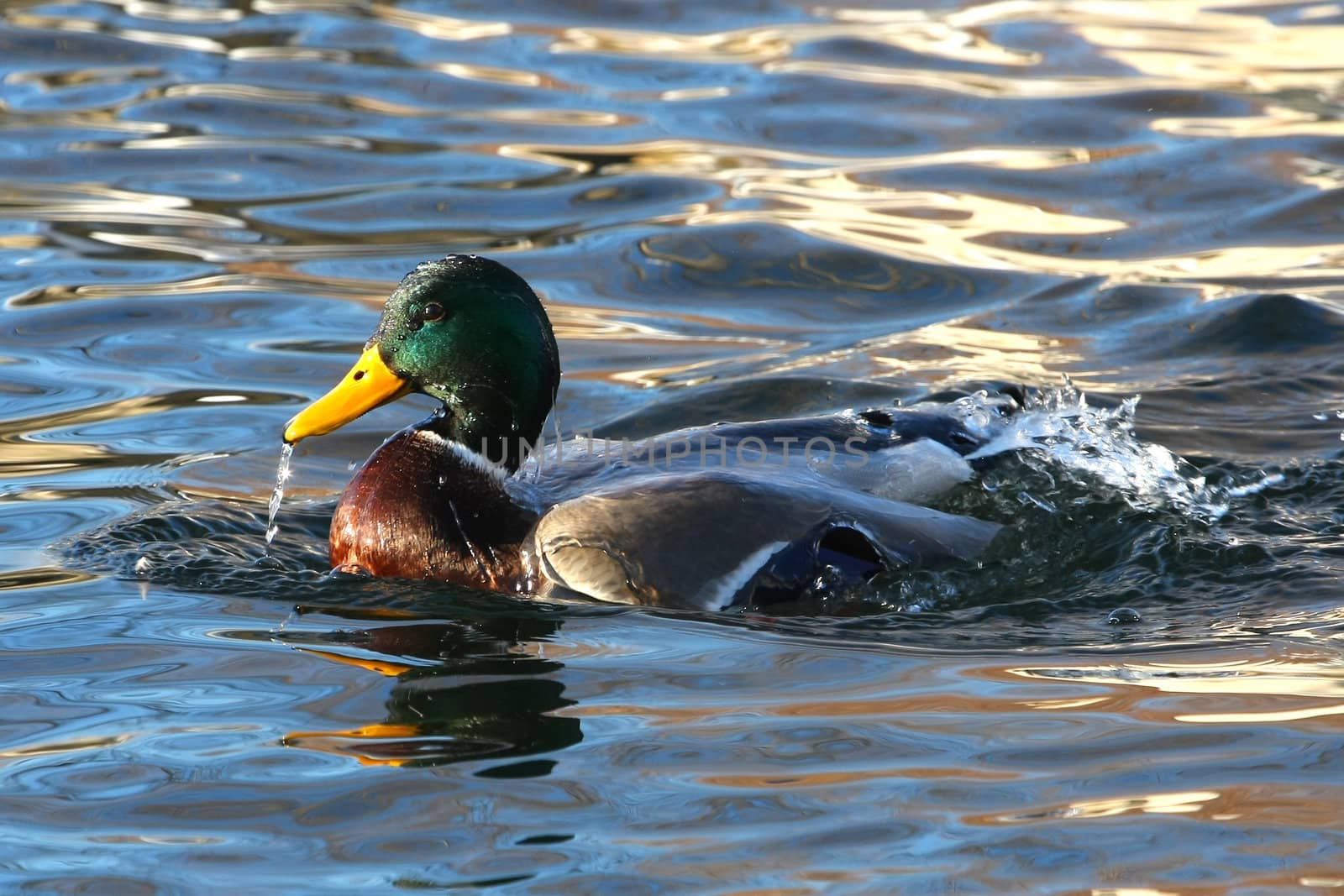 Mallard Duck Anas platyrhynchos male in water