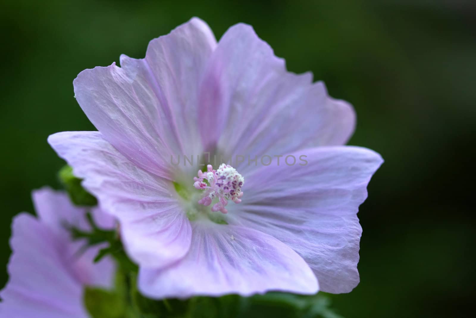 Mallow Flower Malva moschata  in early morning light on overcast day