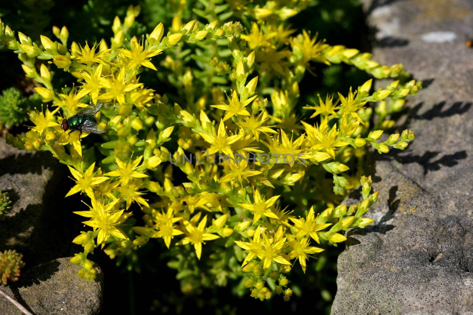 Mossy Stonecrop Flower Sedum acre in morning sun