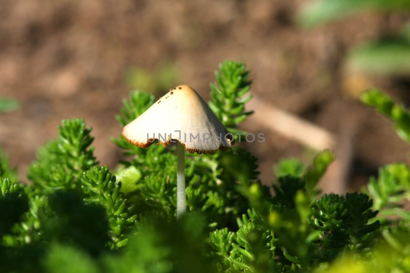 Mushroom Close-up ground level shot