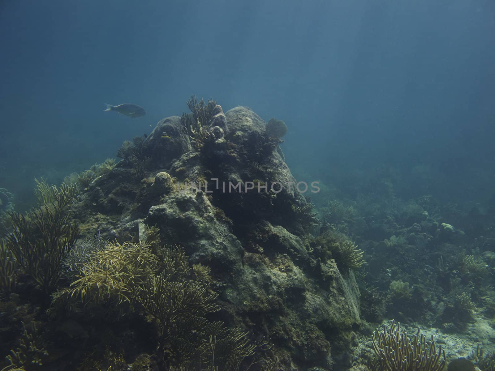 Coral growing on a rock home to many fish