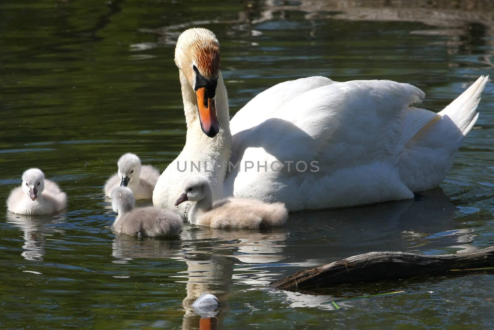 Mute Swan And Cygnets in sun