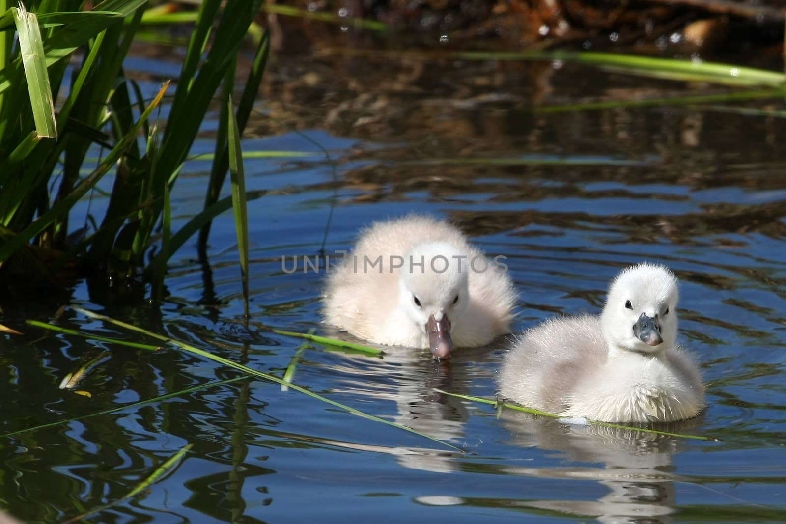 Mute Swan And Cygnets in sun